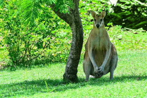 2 Bedroom Poinciana Lodge - Accommodation Port Macquarie 1