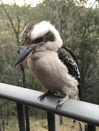 Book Tallebudgera Accommodation Vacations Accommodation Port Macquarie Accommodation Port Macquarie