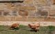 Historic Sandstone Ross Farmhouse - thumb 2