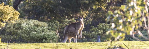 Alkina Lodge - Great Ocean Road - Accommodation Port Macquarie 3
