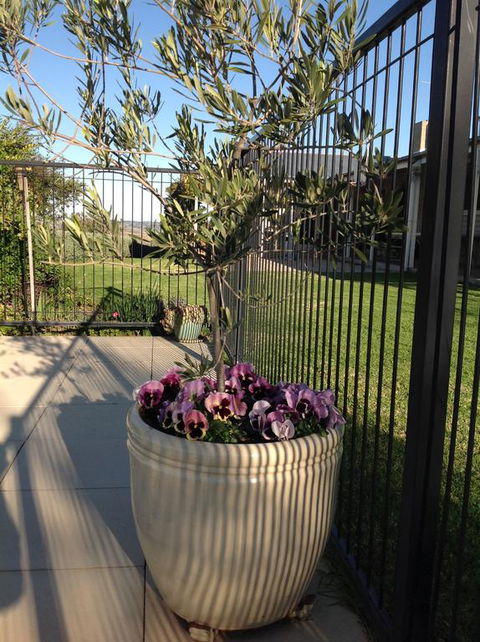 Amazing Views Pet Friendly Bed And Breakfast - Accommodation Port Macquarie 3