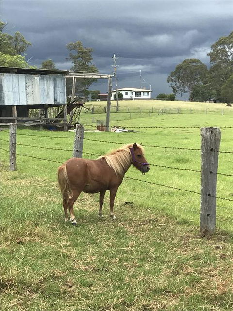 AMs Farm Stay - Accommodation Port Macquarie 0