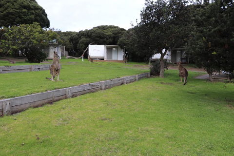 Anglesea Family Caravan Park - Accommodation Port Macquarie 3