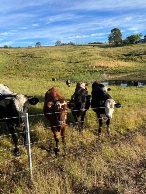 Modern Farmhouse - Accommodation Port Macquarie 3