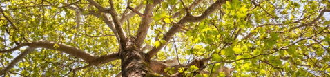 Poplar Tourist Park - Accommodation Port Macquarie 1