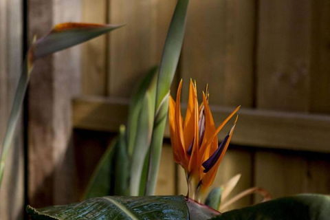 Rose Cottage - Accommodation Port Macquarie 1