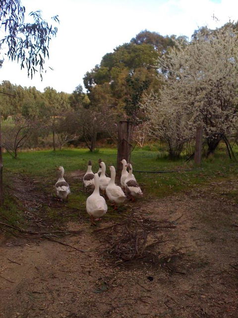 Bellbrae Harvest - Accommodation Port Macquarie 3