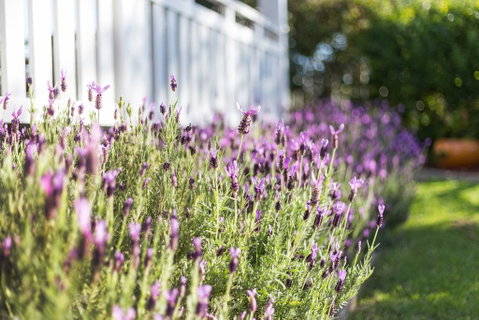 BIRCHES B&B - Accommodation Port Macquarie 3