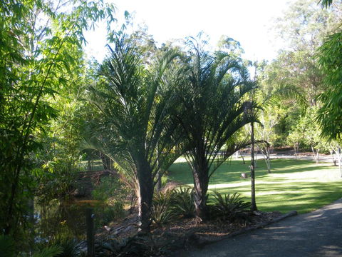 BoBRENE On Tamborine Nude Retreat - Quaint Cottage - Accommodation Port Macquarie 2