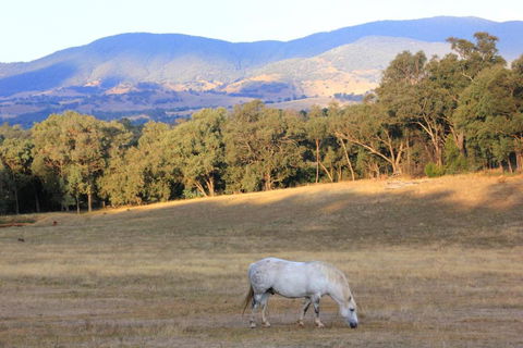 Yackandandah Farm Homestead - Accommodation Port Macquarie 0