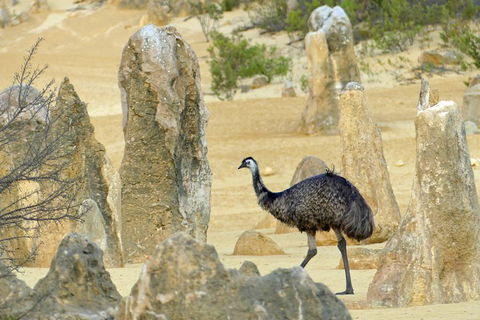 Private, Luxury Pinnacles Tour: Stargazing, Sand-boarding & Sightseeing - Accommodation Port Macquarie 5