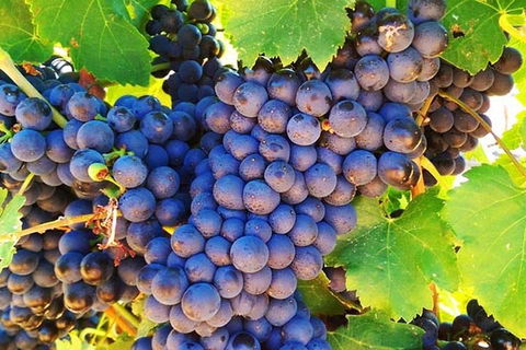 The Fully Local (Private) Tour - Accommodation Port Macquarie 0