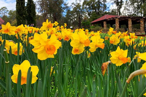 Spring Wildflower (Private) Day Tours - Accommodation Port Macquarie 1