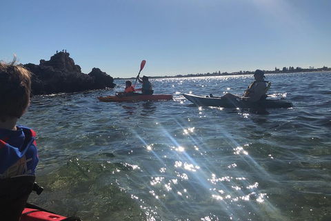 Penguin Island And Fremantle - Canoe, Chocolate & Coffee - Accommodation Port Macquarie 1