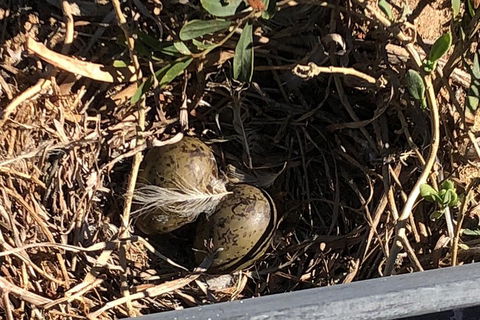 Penguin Island And Fremantle - Canoe, Chocolate & Coffee - Accommodation Port Macquarie 3