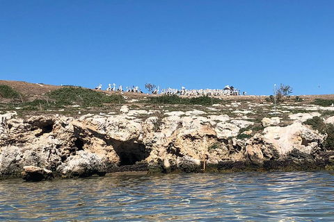 Penguin Island And Fremantle - Canoe, Chocolate & Coffee - Accommodation Port Macquarie 5