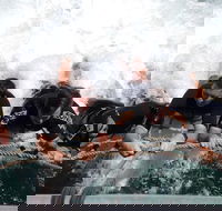 Cruise in Moreton Bay Marine Park and Moreton Island - Accommodation Port Macquarie