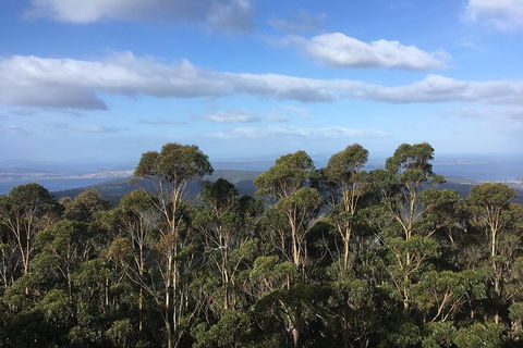 Kunanyi/Mt Wellington Explorer Bus - One Way Tour - Accommodation Port Macquarie 5
