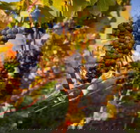 Full Day Tamar Valley Wine Tour - Accommodation Port Macquarie