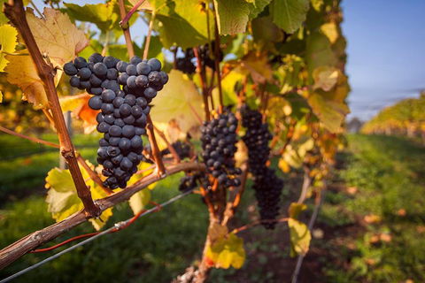Half Day Tamar Valley Wine Tour - Accommodation Port Macquarie 1