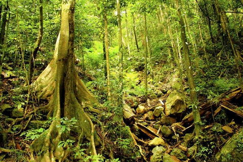Cairns 4WD Waterfall And Rainforest Tour Including Kuranda Scenic Railway - Accommodation Port Macquarie 1