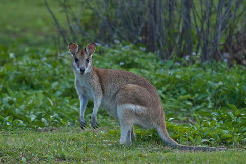 Cairns 4WD Waterfall And Rainforest Tour Including Kuranda Scenic Railway - Accommodation Port Macquarie 2