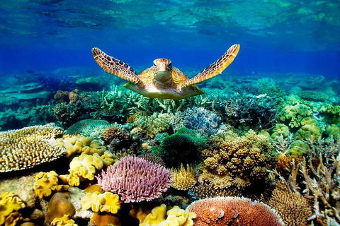 3-Day Best Of Cairns Combo: The Daintree Rainforest, Great Barrier Reef, And Kuranda - Accommodation Port Macquarie 1