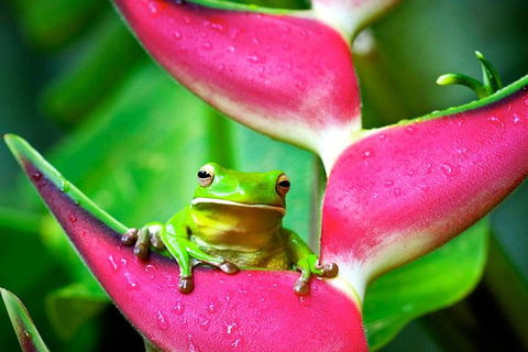 Cape Tribulation, Mossman Gorge, And Daintree Rainforest Premium Day Tour - Accommodation Port Macquarie 0