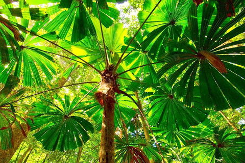 Private Daintree National Park Day Tour From Cairns Including Cape Tribulation And Mossman Gorge - Accommodation Port Macquarie 3
