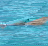 Snubfin Dolphin Eco Cruise from Broome - Accommodation Port Macquarie
