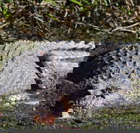 Full Day Tour in the Daintree - Accommodation Port Macquarie