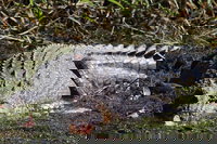 Full Day Tour in the Daintree, Port Douglas