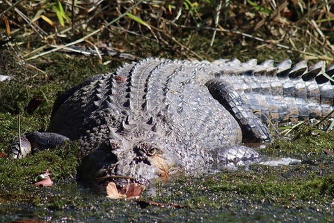 Afternoon Half-Day Daintree Rainforest And River Tour - Accommodation Port Macquarie 5