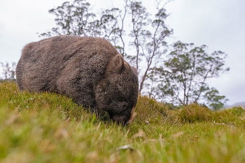 3-Day Cradle Mountain Photography Workshop - Accommodation Port Macquarie 0