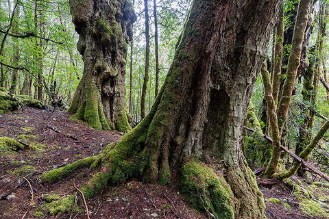 3-Day Cradle Mountain Photography Workshop - Accommodation Port Macquarie 1