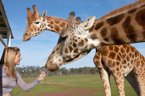 Melbourne City Card (2 Days): Visit Unlimited Attractions! - Accommodation Port Macquarie 1