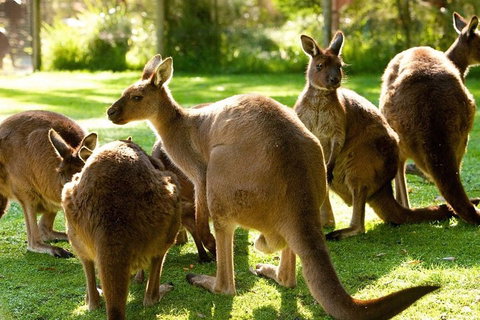 Melbourne City Card (3 Days): Visit Unlimited Attractions! - Accommodation Port Macquarie 4