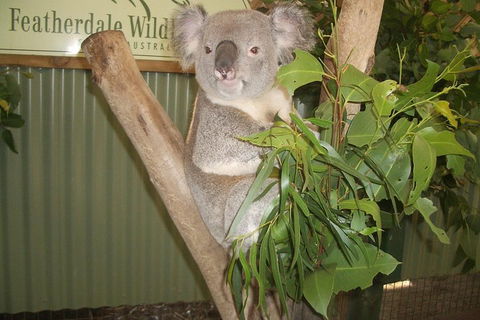 Full-Day Private Blue Mountains Tour With River Cruise - Accommodation Port Macquarie 2