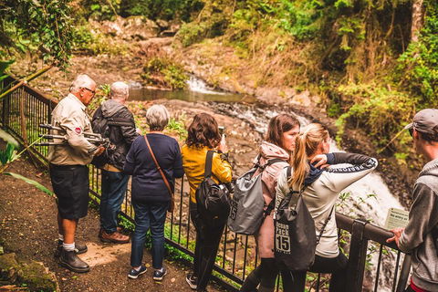 Full-day Springbrook National Park Tour From The Gold Coast - Accommodation Port Macquarie 0