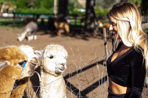 O'Reilly's & Lamington National Park Incl. Alpaca Farm + Vineyard - Accommodation Port Macquarie 3