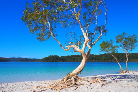 Fraser Island 4WD Tour From Rainbow Beach - Accommodation Port Macquarie 5