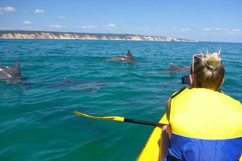Kayak With Dolphins And 4WD Great Beach Drive Day Trip From Noosa - Accommodation Port Macquarie 1
