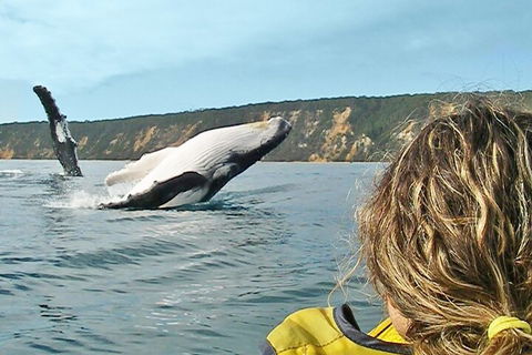 Kayak With Dolphins And 4WD Great Beach Drive Day Trip From Noosa - Accommodation Port Macquarie 3