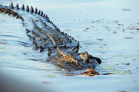Ethical Adventures - Best In The WET - Litchfield / Kakadu 3 Day- Max 10 Guests - Accommodation Port Macquarie 4