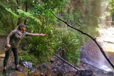 Rainforest & Waterfalls Extravaganza - Accommodation Port Macquarie 4