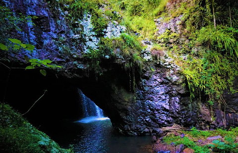 Rainforest & Waterfalls Extravaganza - Accommodation Port Macquarie 5