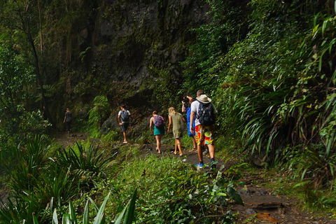 Glow Worms Private Tour - Nocturnal Rainforest Walk - Accommodation Port Macquarie 1