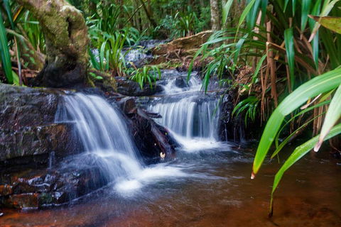 Glow Worms Private Tour - Nocturnal Rainforest Walk - Accommodation Port Macquarie 5