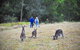 Private Blue Mountains And Winery Day-Trip From Sydney - thumb 5