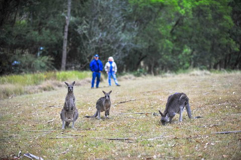 Private Blue Mountains And Winery Day-Trip From Sydney - Accommodation Port Macquarie 5